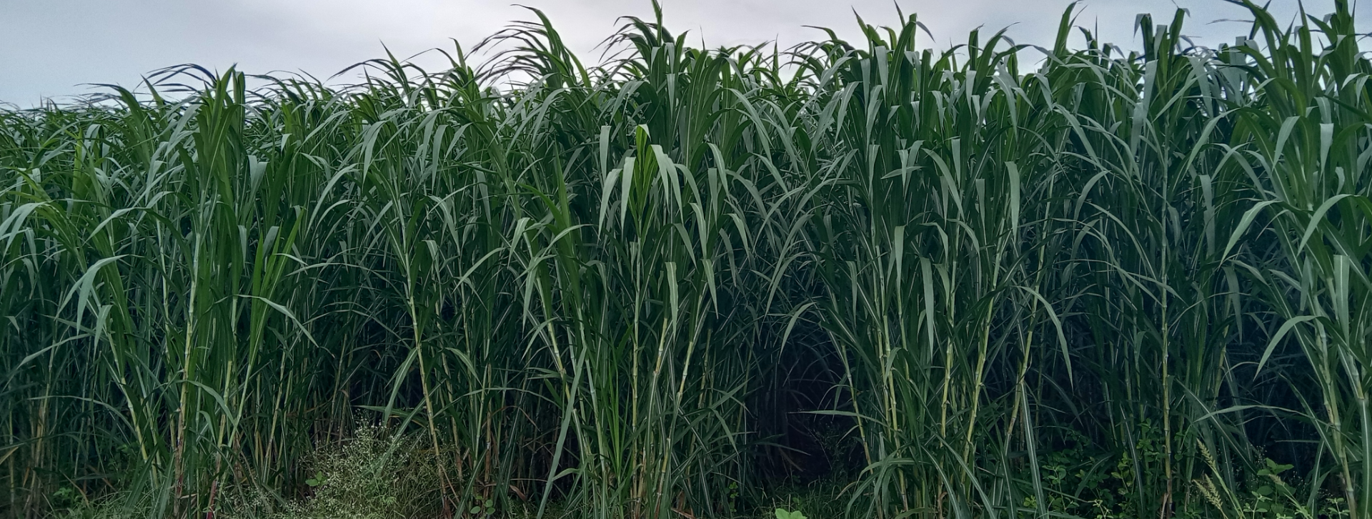 Sustainable Agriculture - Crop Field Banner